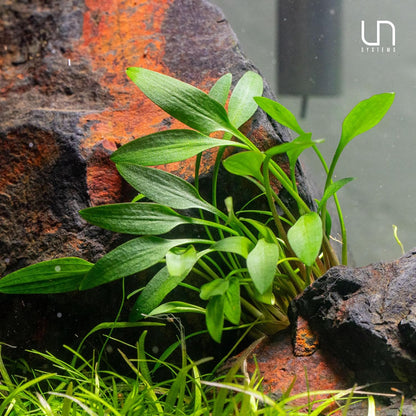 Ultum Nature Systems Cryptocoryne Beckettii Petchii Tissue Culture Live Plant for Aquarium, Aquascape, Freshwater Fish Tanks - 100% Snail Free in Vitro