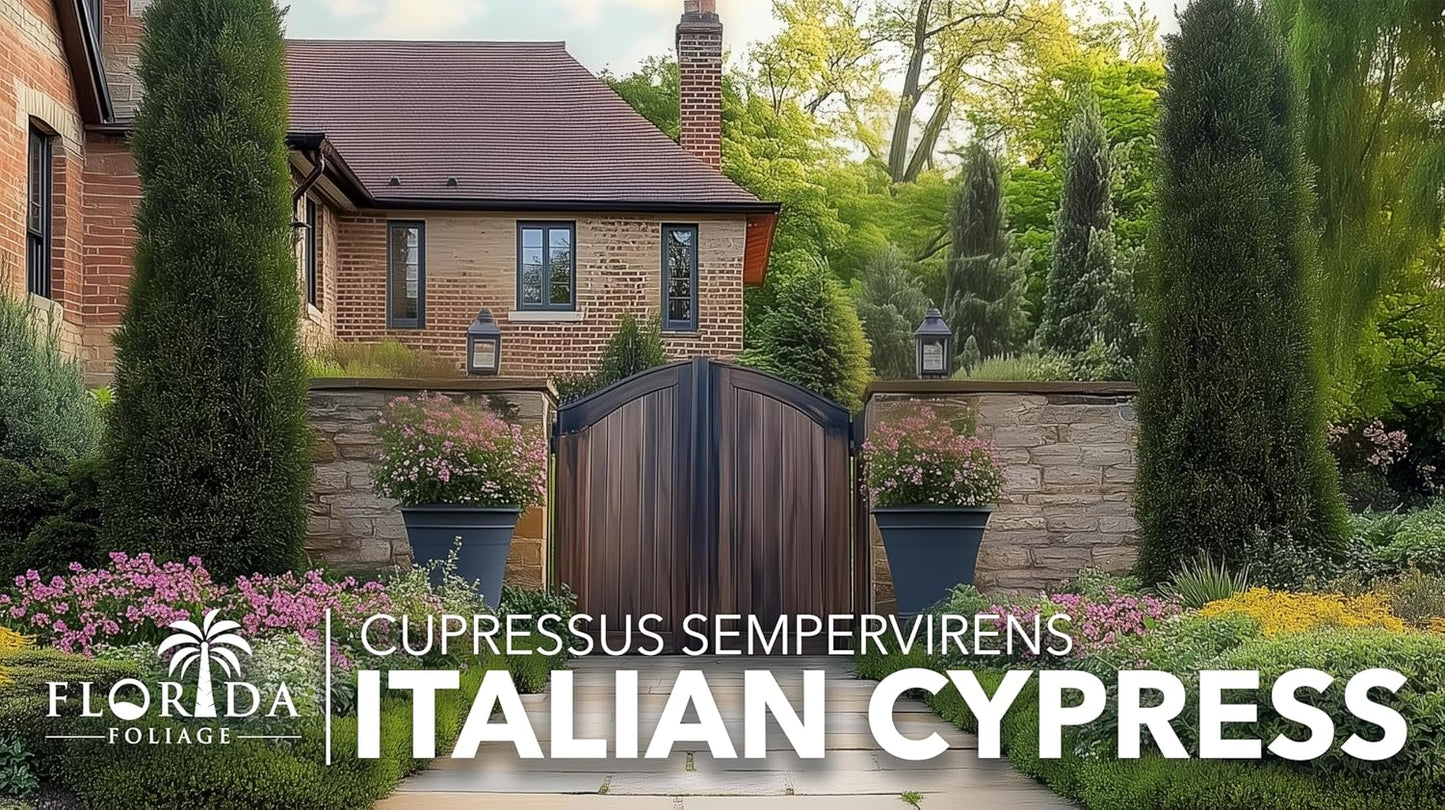 Italian Cypress | 20 Live Trees | Cupressus sempervirens | Narrow Evergreen Plants | Tall Privacy Landscaping | Upright Ornamental Outdoor Plant
