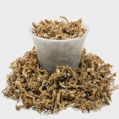 Gardenera Sphagnum Moss Potting Mix for Carnivorous Plants, Moss and Perlite Blend for Potting Venus Fly Traps, Sarracenia, Pitcher Plants - 75% Sphagnum Moss + 25% Perlite - Made in USA - 5 Quart