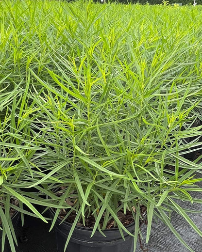 Perennial Farm Amsonia Hubrichtii – LLive Threadleaf Bluestar Perennial Plant, Size #1 Container, Soft Powder Blue Flowers with Fine Textured Foliage – Drought Tolerant, Fall Color Interest