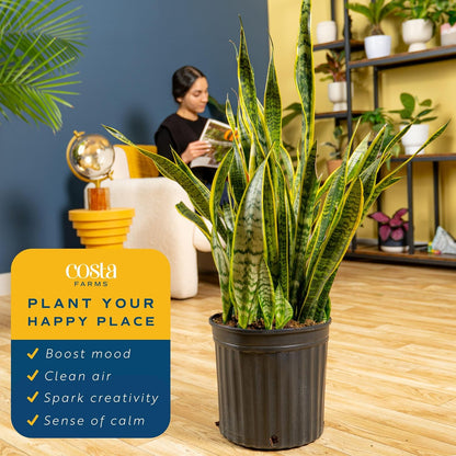 Costa Farms Snake Plant Live Plant | 3-4 Feet Tall Indoor Houseplant | Potted in 12-Inch Planter Pot | Grower's Choice | Perfect Housewarming Gift, Room or Office Decor