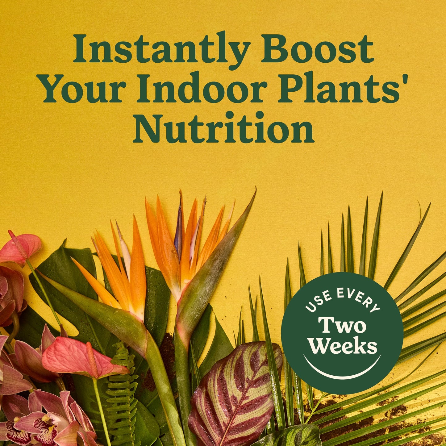 Miracle-Gro Indoor Plant Food for All Plants, 8 fl. oz. (2-Pack)