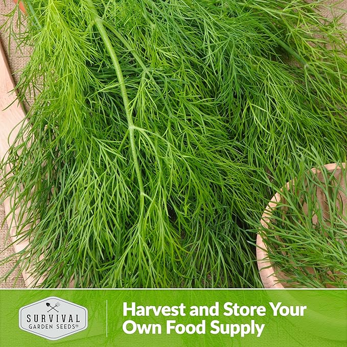 Survival Garden Seeds Compact Dill for Planting - 3 Seed Packets with Instructions to Plant & Grow Container Sized Dwarf Dill Herb Plants in Your Home Garden - Non-GMO Heirloom Variety