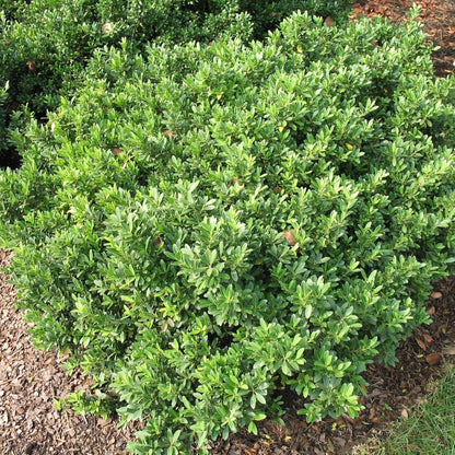 Hoogendoorn Holly Shrub I 3 Live Plants I Ilex Crenata | Lustrous Evergreen for Hedging, Privacy Screens, and Decorative Accents