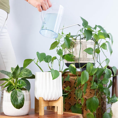 Houseplant Fertilizer & Indoor Plant Food | Self-Dissolving Tablets | Make Feeding Your Plants a Breeze | Instant Plant Food (4 Tablets)