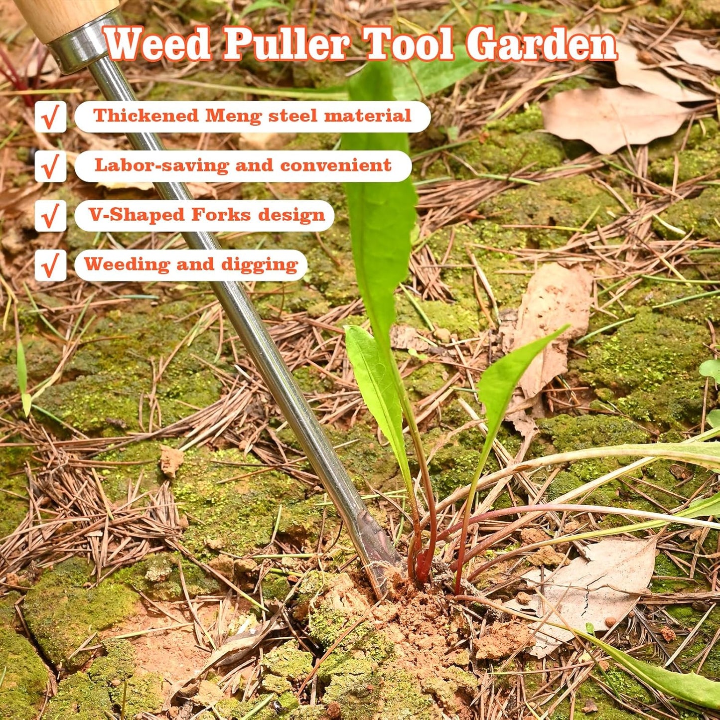 Wooden Handle Dandelion Weeder Tool - Polished Stainless Steel Dual - Forked Head Dandelion Weeder Puller Tool for Planting, Weeding, Flower & Vegetable Care with Nylon Nitrile Coated Gloves