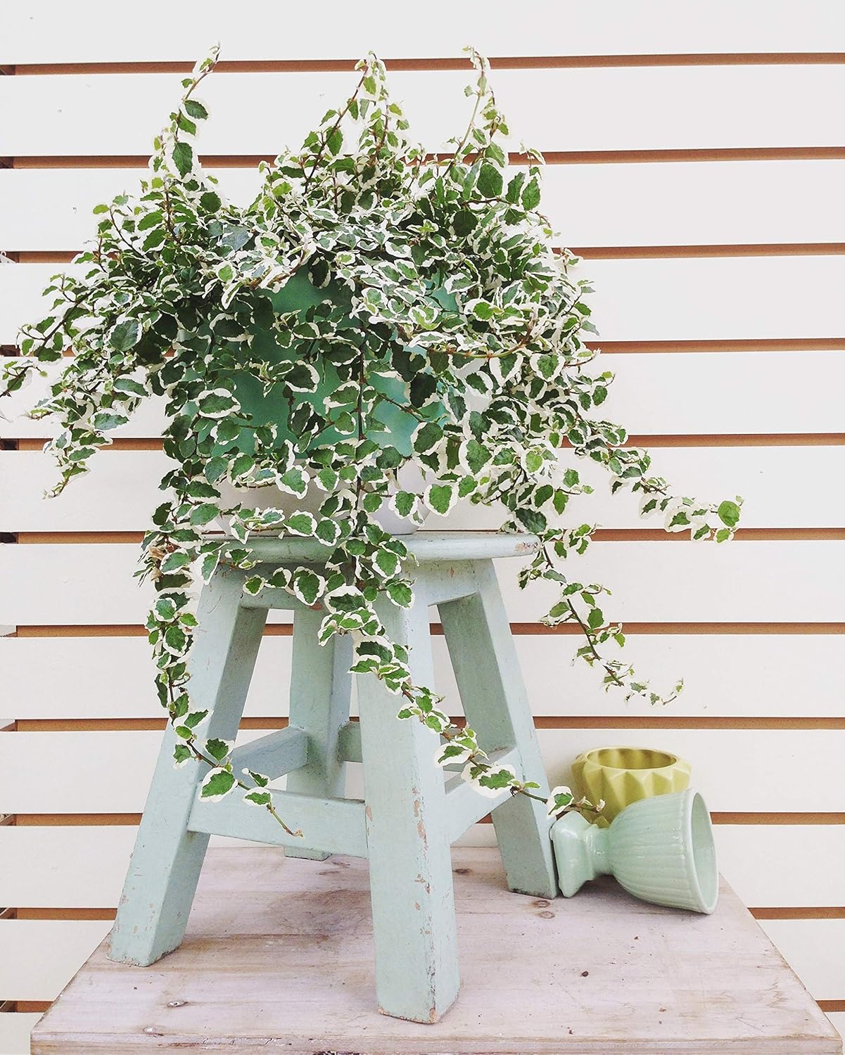 Variegated Creeping Fig Vine - Ficus Pumila Variegata - 10 Live Fully Rooted 2 Inch Plants - Climbing Ivy