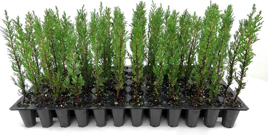 Italian Cypress | 10 Live Trees | Cupressus sempervirens | Narrow Evergreen Plants | Tall Privacy