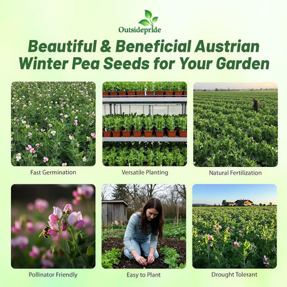 Outsidepride Austrian Winter Peas Seeds for Planting – 1 lbs Bag (Cool-Season Cover Crop, High-Protein Deer Food Plot Seed) Field Peas, Cover Crop Seeds, Spring Mix for Soil Health & Forage
