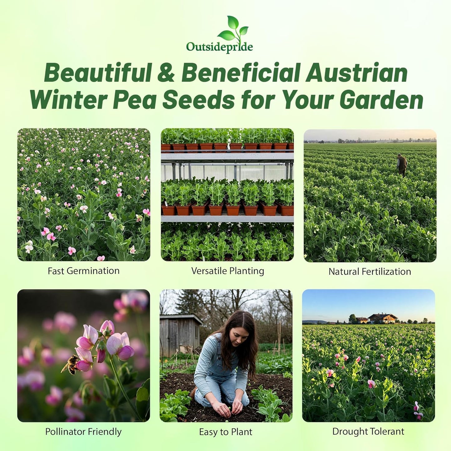 Outsidepride Austrian Winter Peas Seeds for Planting – 10 lbs Bag (Cool-Season Cover Crop, High-Protein Deer Food Plot Seed) Field Peas, Cover Crop Seeds, Spring Mix for Soil Health & Forage