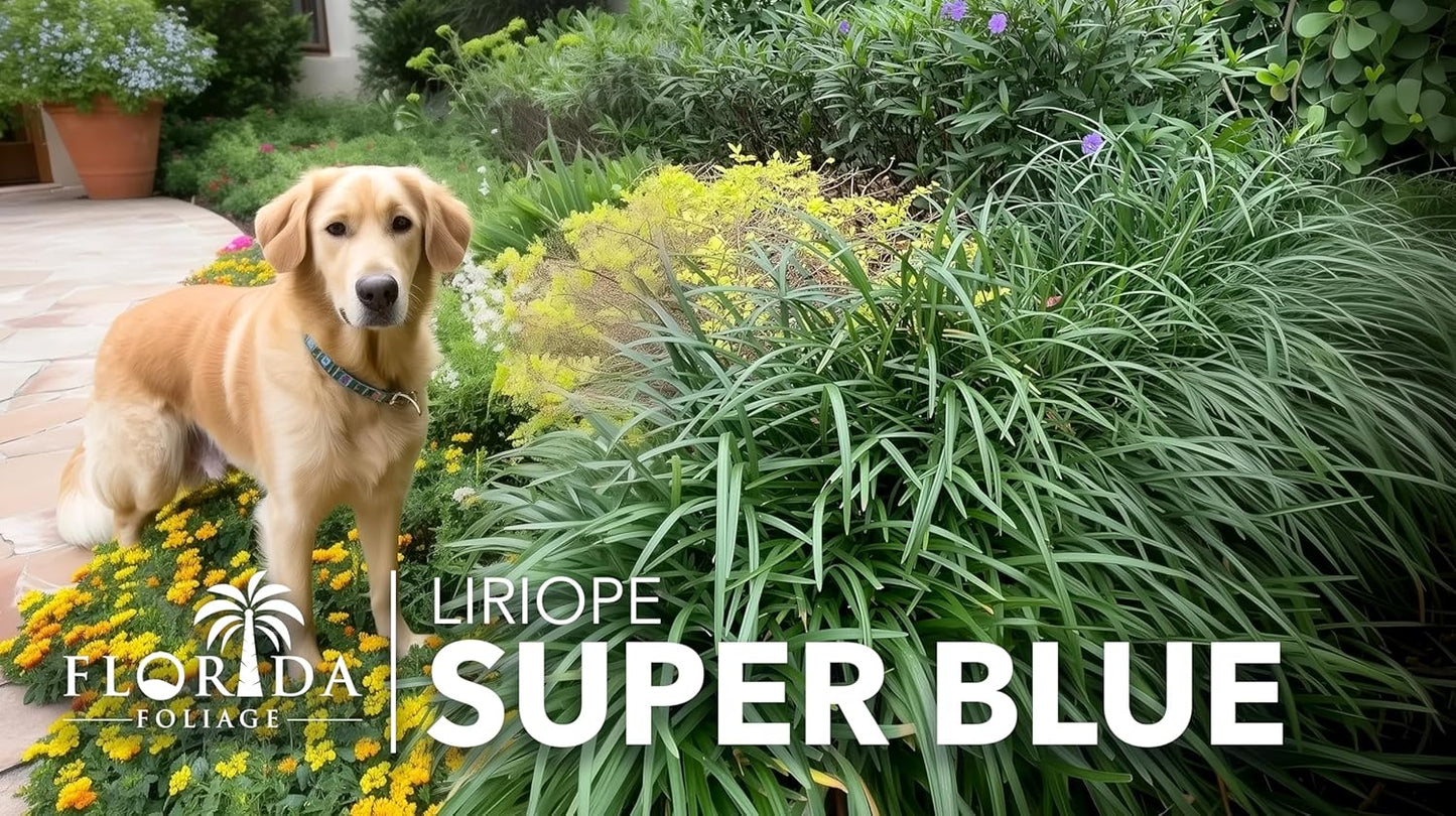 Super Blue Liriope Muscari - 3 Live Plants - Evergreen Ground Cover Grass