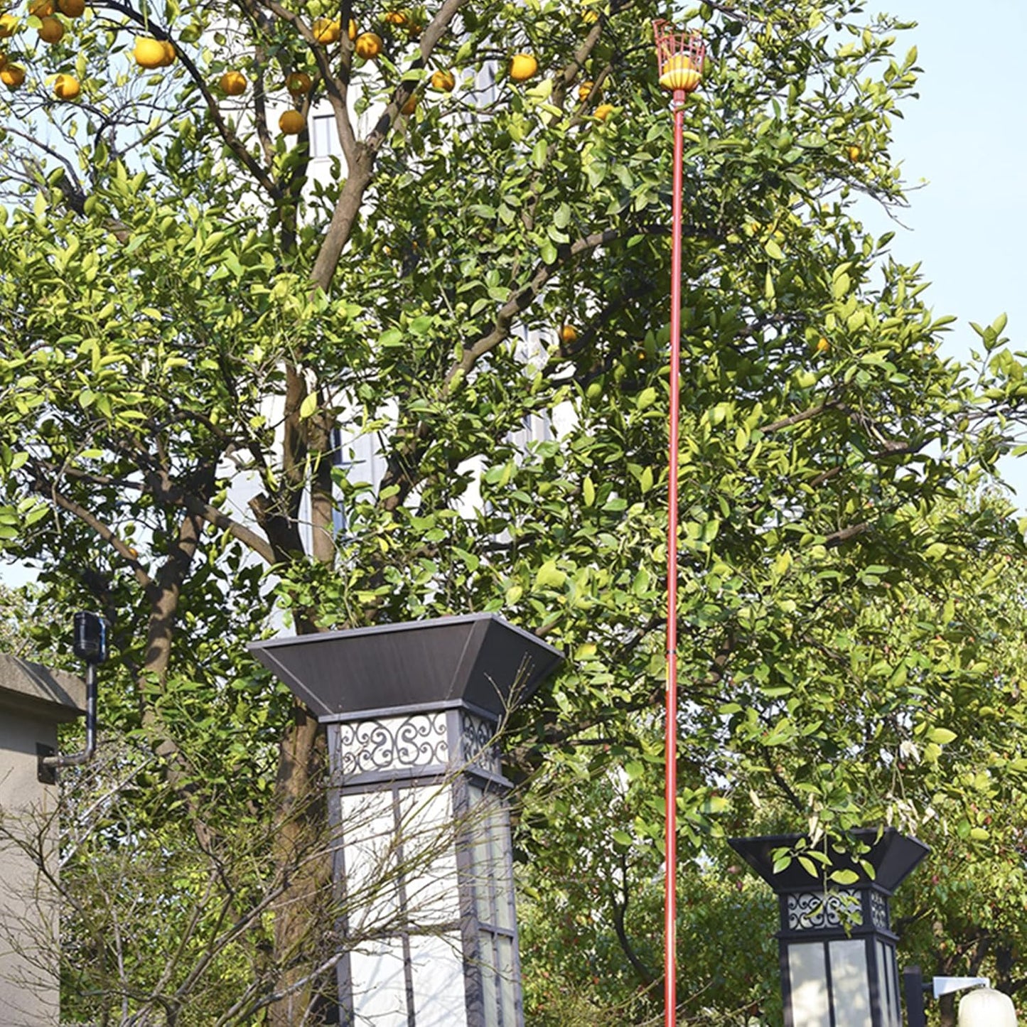 Fruit Picker Pole with Basket Apple Orange Picker Tool Tree Fruit Catcher Fruit Picking Equipment for Getting Fruits Lemons Apples