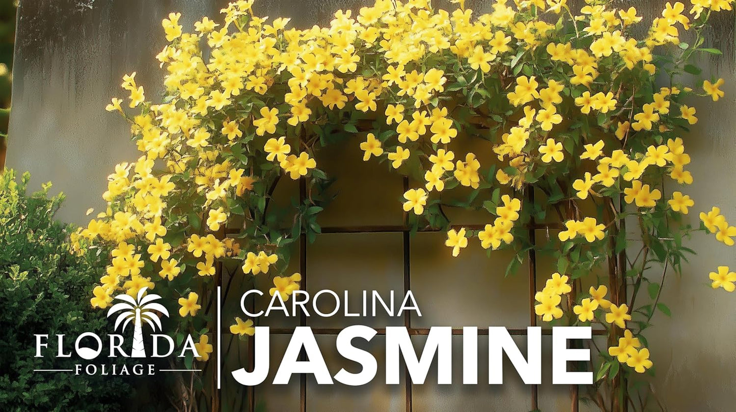 Carolina Jasmine | 3 Large Gallon Size Plants | Gelsemium sempervirens | Evergreen Climbing Vine | Yellow Flowering Landscape Plants