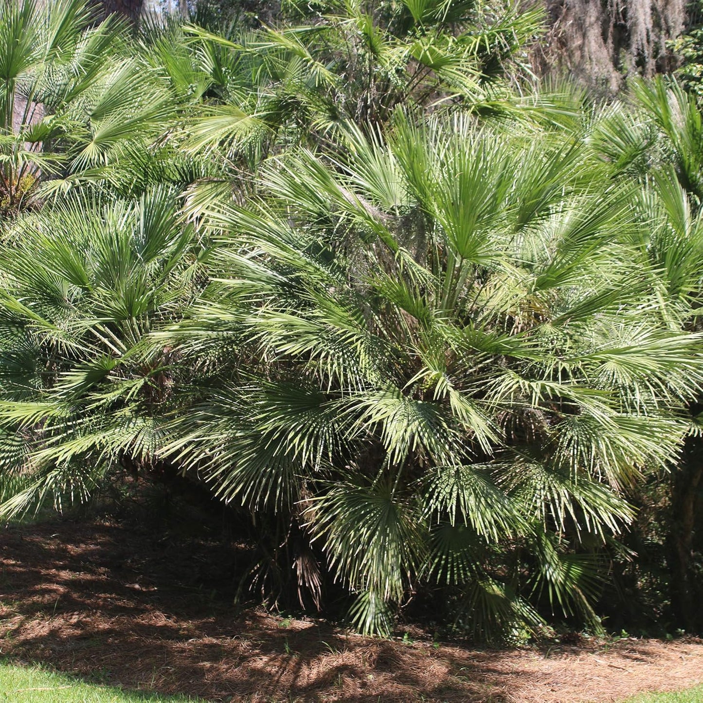 Windmill Palm 1 Gallon