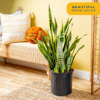 Costa Farms Snake Plant Live Plant | 3-4 Feet Tall Indoor Houseplant | Potted in 12-Inch Planter Pot | Grower's Choice | Perfect Housewarming Gift, Room or Office Decor