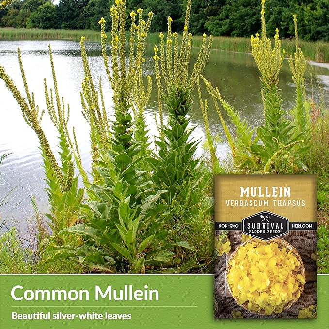 Mullein Seed for Planting - 2 Packets with Instructions to Plant and Grow Medicinal Herb Common Mullein in Your Home Vegetable Garden - Non-GMO Heirloom Variety - Survival Garden Seeds