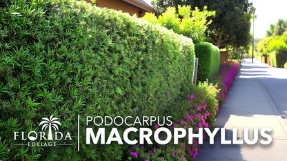 Podocarpus Macrophyllus Japanese Yew | 50 Live Plants | Podocarpus macrophyllus | Privacy Hedge Shrub | Evergreen Landscaping Plants for Gardens & Borders