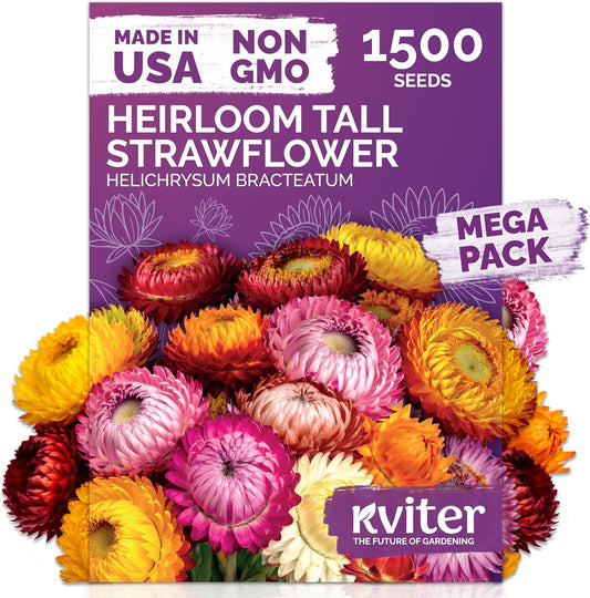 KVITER 1,500 Tall Mix Strawflower Seeds for Planting (Xerochrysum/Helichrysum Bracteatum) — Golden