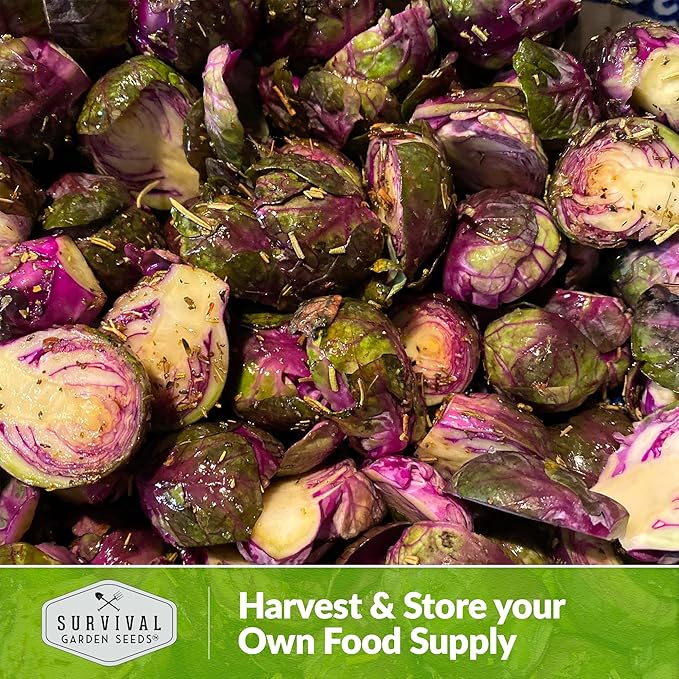 Red Brussels Sprouts Seed for Planting - 3 Packets with Instructions to Plant and Grow Unique Brassica Plants in Your Home Vegetable Garden - Non-GMO Heirloom Variety - Survival Garden Seeds