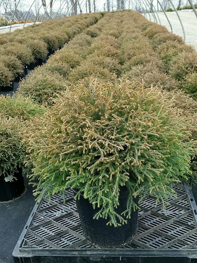 Green Promise Farms Thuja `MR. Bowling Ball` (Arborvitae) Evergreen, 3 Size Container, Green Foliage