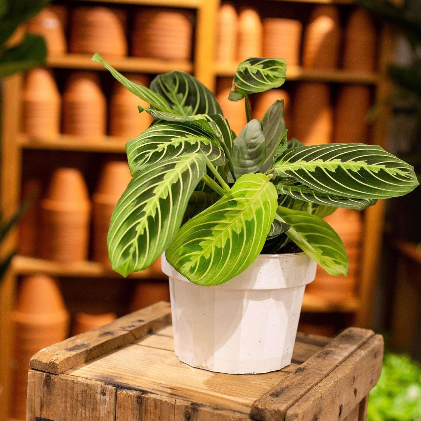 Maranta 'Lemon Lime' Live Plant for Indoor | Different Houseplants in 4'' & 6'' Pot | Real House Plant for Living Room, Office, Desk & Bathroom | Prayer Plant