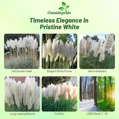 Outsidepride White Pampas Grass Seeds – 2,000 Pcs. Perennial, Drought-Tolerant Ornamental Grass for Large Garden Borders, Privacy Landscaping, Xeriscaping, and Low-Maintenance Outdoor Spaces