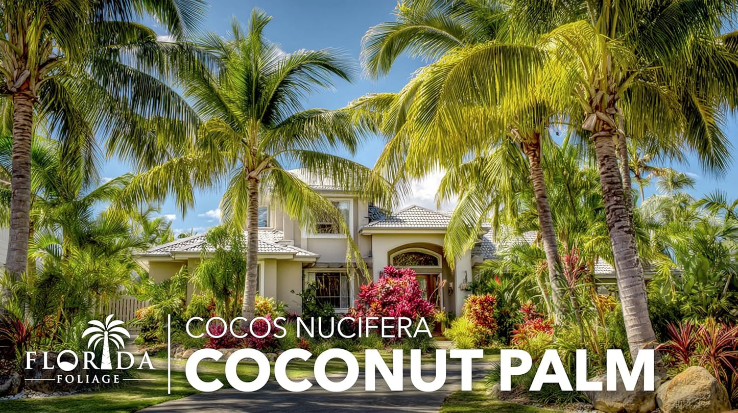 Coconut Palm | 2 Large Gallon Size Plants | Cocos nucifera | Tropical Landscaping, Indoor Tree, Patio Specimen, Air Purifying, Low Maintenance, Fast Growing, Exotic Houseplant, Lush Foliage
