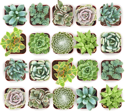 Shop Succulents Mixed Succulent Plant Pack 2" Grow Pot Pack of 20