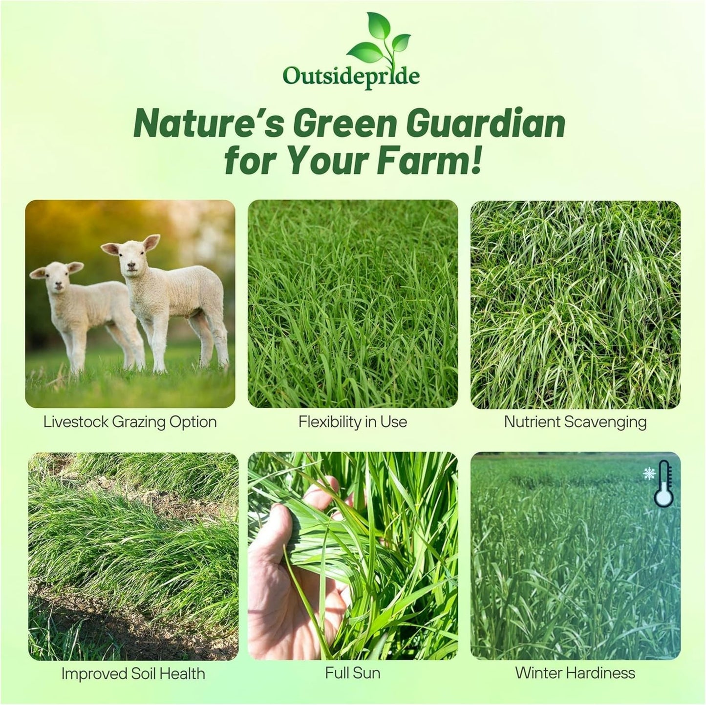 Outsidepride Ryegrass Seeds - 25 lb. Annual, Hardy & Fast-Growing, Cover Crop Seeds for Planting Glossy Dark Green Grass Leaves, Ideal for Hay Foraging, Pasture Grazing & Erosion Control