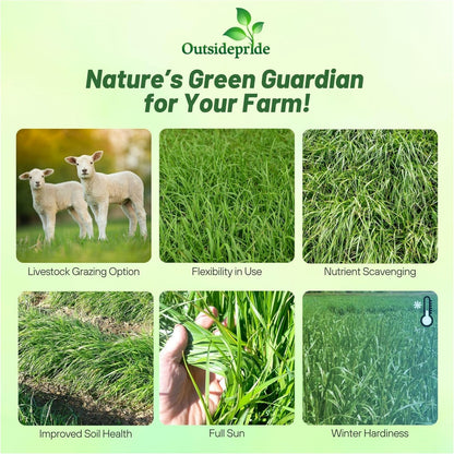 Outsidepride Ryegrass Seeds - 50 lb. Annual, Hardy & Fast-Growing, Cover Crop Seeds for Planting Glossy Dark Green Grass Leaves, Ideal for Hay Foraging, Pasture Grazing & Erosion Control