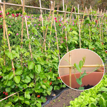 Plant Stakes,4.8FT Longer Sturdy Natural Bamboo Garden Stakes,GAGINANG 20Pcs Bamboo Sticks Trellis Support for Tomato, Vegetables Beans Trees Climbing Plants