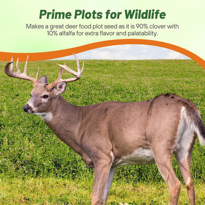 Outsidepride Perennial Clover King Seed Mix - 20 lbs Nitrocoated, Inoculated, Heat & Cold Tolerant, Alfalfa-Enhanced Food Plot Seeds for Deer & Wildlife, Ideal for Spring, Summer, & Winter Plots