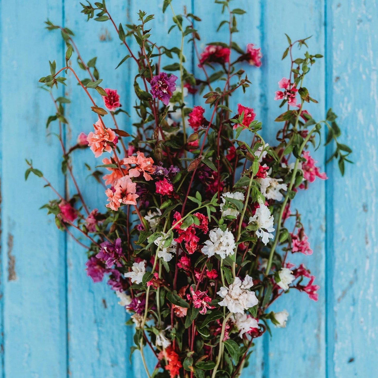 Mountain Garland Mix (Elegant Clarkia) - 250 Seeds - Beautiful Pink, Purple & White Flowers, Non-GMO Heirloom Clarkia Seeds for Planting in The Home Garden, Thresh Seed Company