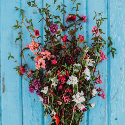 Mountain Garland Mix (Elegant Clarkia) - 250 Seeds - Beautiful Pink, Purple & White Flowers, Non-GMO Heirloom Clarkia Seeds for Planting in The Home Garden, Thresh Seed Company