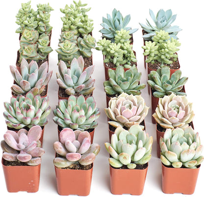Shop Succulents Pastel Succulent Plant Pack Bulk Collection - Live Mini Succulent Plants, Low Maintenance, Bright & Serene Colors & Textures - Wedding and Party Favors, Gift & Garden, Pack of 16