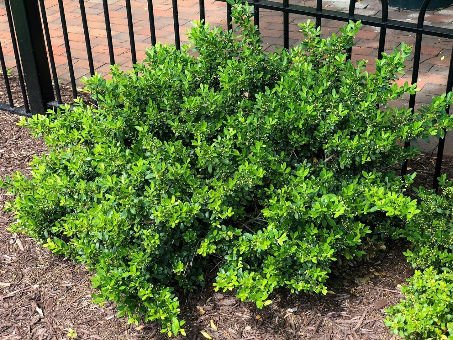 Hoogendoorn Holly Shrub I 3 Live Plants I Ilex Crenata | Lustrous Evergreen for Hedging, Privacy Screens, and Decorative Accents