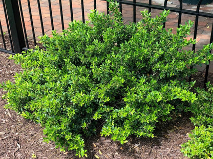 Hoogendoorn Holly Shrub I 10 Live Plants I Ilex Crenata | Lustrous Evergreen for Hedging, Privacy Screens, and Decorative Accents