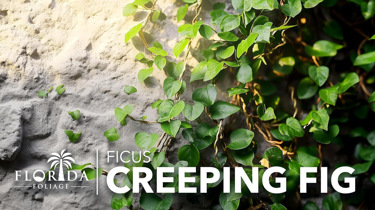 Creeping Fig Vine | 20 Live Plants | Ficus Pumila | Fast-Growing Ground Cover | Evergreen Climbing Vine for Walls & Trellises