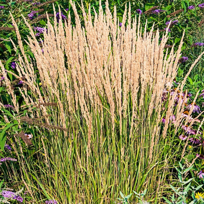 Direct Gardening Karl Forester Ornamental Starter Grass Plant, 1 per Offer