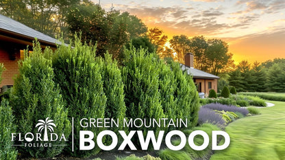 Green Mountain Boxwood | 10 Live Plants | Buxus sempervirens ‘Green Mountain’ | Evergreen Privacy Shrub | Compact Formal Garden Plants
