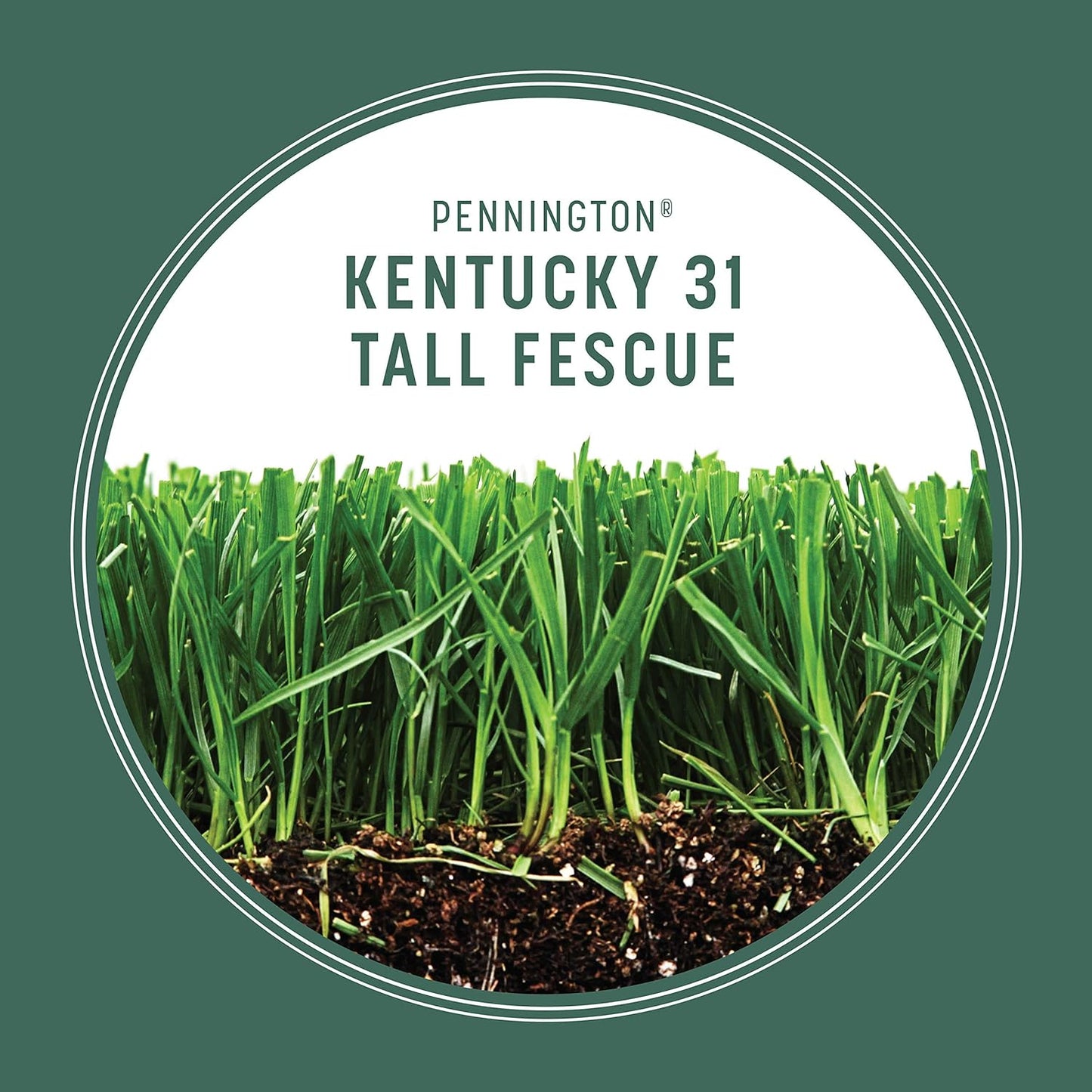 Pennington Kentucky 31 Tall Fescue Grass Seed 20 lb
