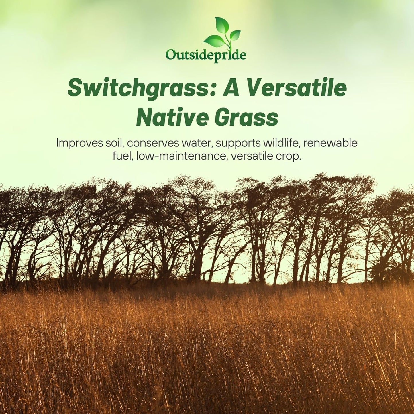 Outsidepride Switchgrass Seed - 25 lbs. Perennial Hardy, Drought & Flood Tolerant Native Grass Seed Ideal Fast-Growing Grasses for Erosion Control, Wildlife Forage & Food Plots, Thrives in Poor Soil