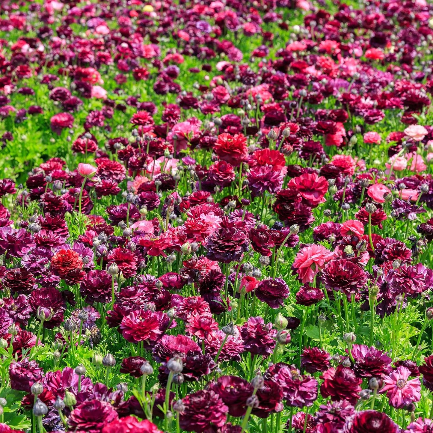 Ranunculus Bulbs - Vineyard Mix - 40 Bulbs - Mixed Flower Bulbs, Corm Attracts Bees, Attracts Pollinators, Easy to Maintain & Grow, Fragrant, Container Garden