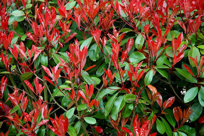 Photinia Red Tip - 20 Live Plants - Photinia x Fraseri - Evergreen Landscape Shrub