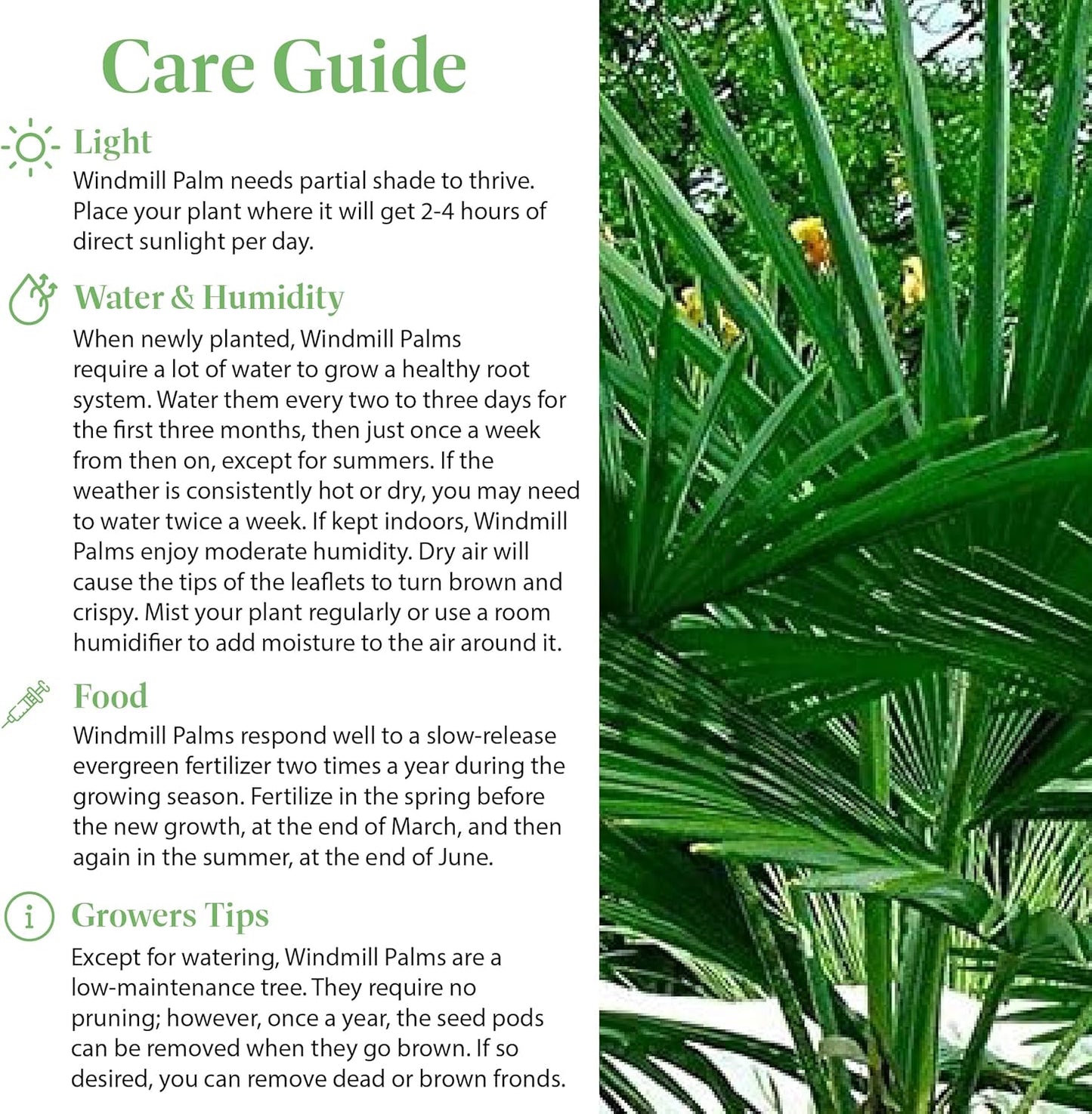 American Plant Exchange Windmill Palm Tree – 10-Inch with Pot – Live Chusan Palm Plant, Cold Hardy Tropical Tree for Home, Patio, or Garden Landscape Decor