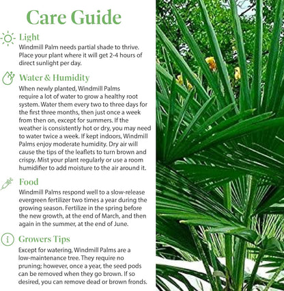 American Plant Exchange Windmill Palm Tree – 10-Inch with Pot – Live Chusan Palm Plant, Cold Hardy Tropical Tree for Home, Patio, or Garden Landscape Decor