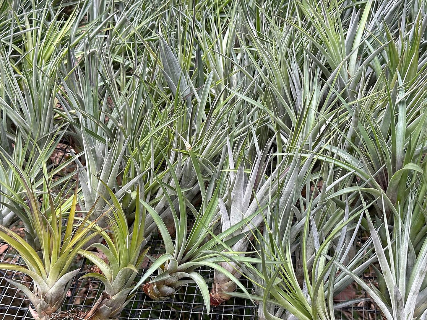 ragnaroc Air Plants - Tillandsia Fasciculata Tricolor, Large 4-6" - 1ct - Live Arrival Guaranteed - House Plants for Home Decor & Gift