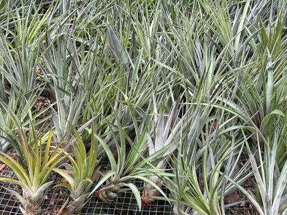 ragnaroc Air Plants - Tillandsia Fasciculata Tricolor, Large 4-6" - 5ct - Live Arrival Guaranteed - House Plants for Home Decor & Gift