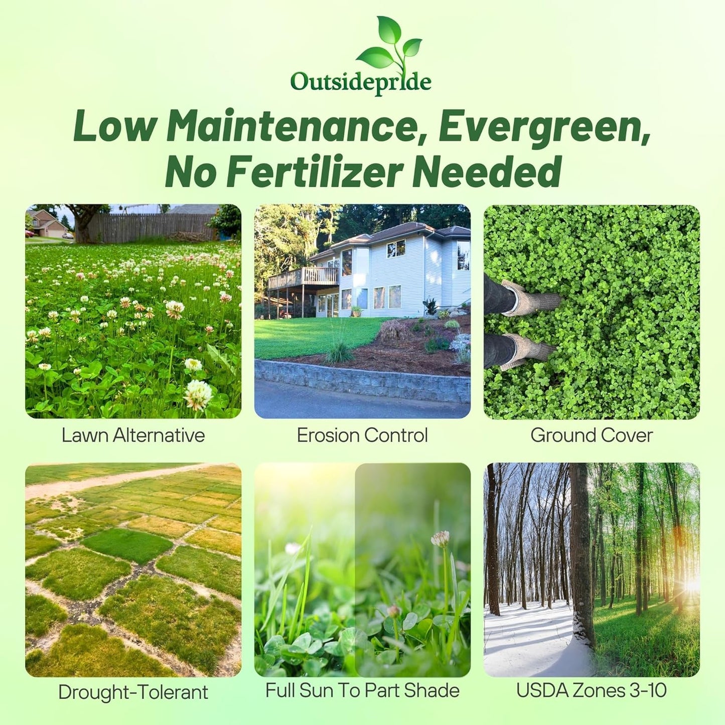 Outsidepride Perennial White Dutch Clover Seed - 1/4 lbs. Nitrocoated, Inoculated Clover Seeds for Lawn Alternative, Erosion Control, Food Plots, Ground Cover, & Pasture Mixtures in USDA Zones 3-10