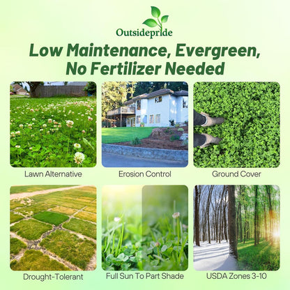 Outsidepride Perennial White Dutch Clover Seed - 2 lbs. Nitrocoated, Inoculated Clover Seeds for Lawn Alternative, Erosion Control, Food Plots, Ground Cover, & Pasture Mixtures in USDA Zones 3-10